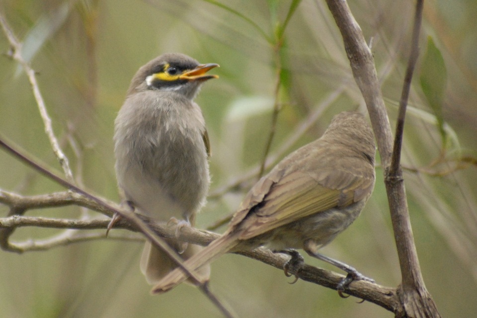 Yellow-faced Honeyeater (Lichenostomus chrysops)